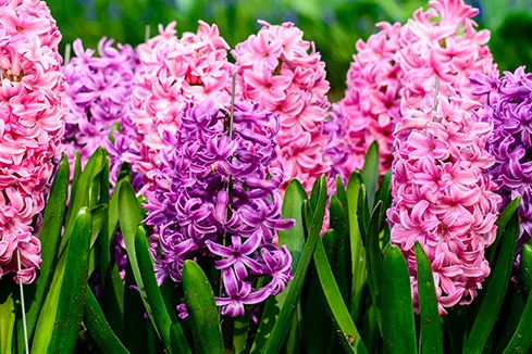 Rosa und lila Hyazinthen